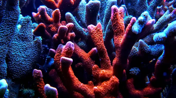 Montipora Sps Coral Saltwater Reef Aquarium Tank — Stock Photo, Image