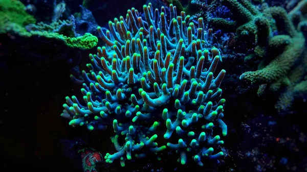 Acropora Sps Coral Saltvatten Akvarium Tank — Stockfoto