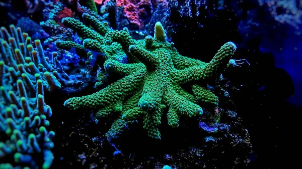 Green Staghorn Acropora Sps Coral Reef Aquarium Tank — Stock Photo, Image