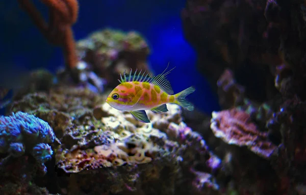 Borbonius Anthias Dans Aquarium Récifal Corallien — Photo