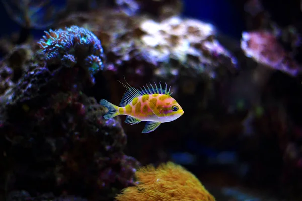 Borbonius Anthias Dans Aquarium Récifal Corallien — Photo