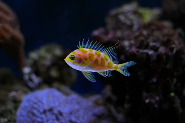Borbonius Anthias Coral Reef Akvarium Tank — Stockfoto