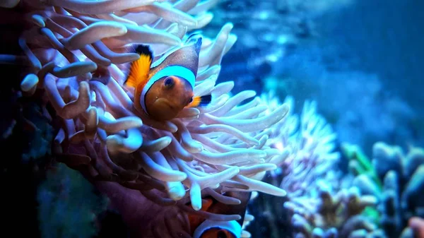 Clown anemone fish in magnifica anemone