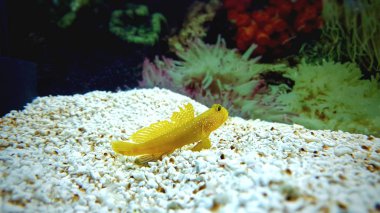 Yellow watchmen goby in coral reef aquarium clipart