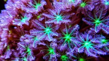 Clavularia eldiven polipler resif tank