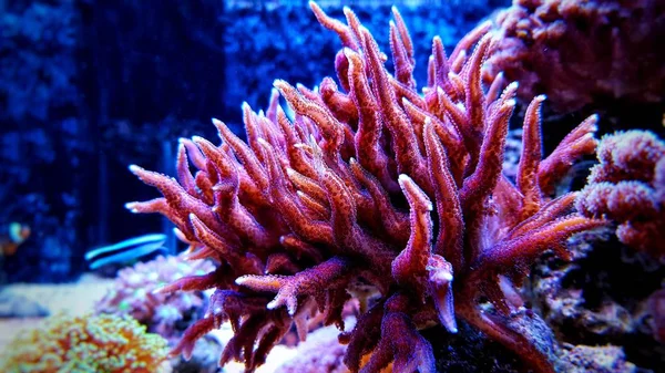 Histrix Sps Korallen Aquarium Für Meerwasserriffe — Stockfoto