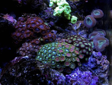 Mercan resif akvaryum tankı Zoanthus polip