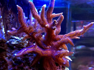 Tuzlu su resif akvaryum tankı histrix Sps mercan