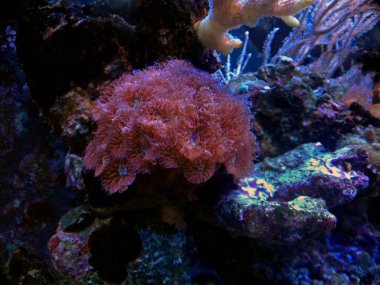 Micromussa Lps mercan - (Blastomussa sp)