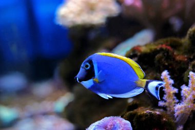 Powder blue tang mercan resif akvaryum tankı