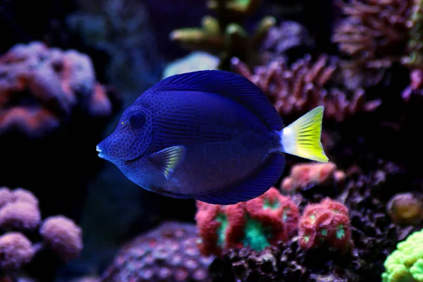 Purple Tang Zabrasoma Xanthurum Red Sea Beauty — Stock Photo, Image