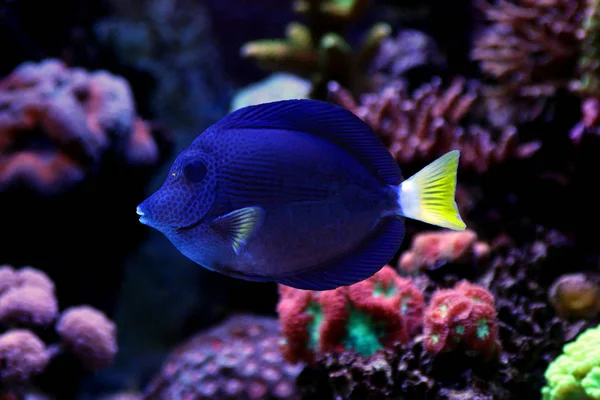 Purple Tang Zabrasoma Xanthurum Beleza Mar Vermelho — Fotografia de Stock