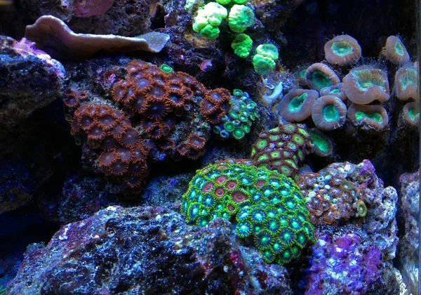 Zoanthus Polyps Coral Reef Aquarium Tank — Stock Photo, Image