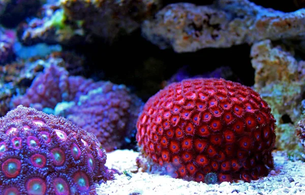 珊瑚礁水族馆水箱中的 Zoanthus — 图库照片