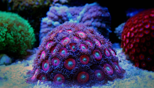 Aquarienfische Korallenriff — Stockfoto