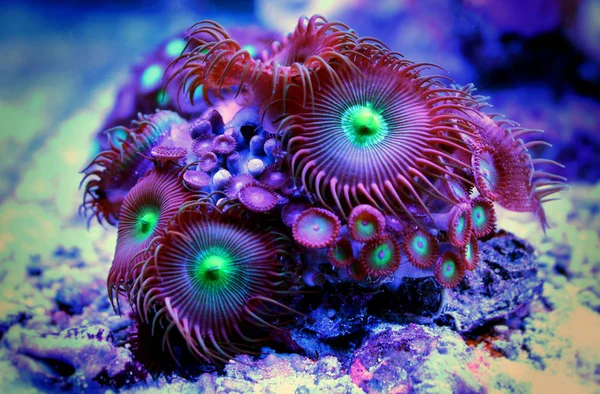 Zoanthus Pólipos Tanque Acuario Arrecife Coral — Foto de Stock