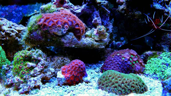 Mercan resif akvaryum tankı Zoanthus polip