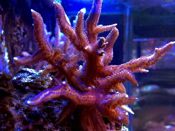 Tuzlu su resif akvaryum tankı histrix Sps mercan