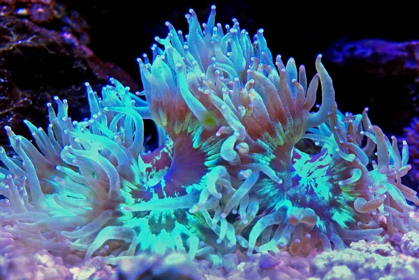 Lps Elegance Coral Reef Aquarium Catalaphyllia Jardinei — Stock Photo, Image