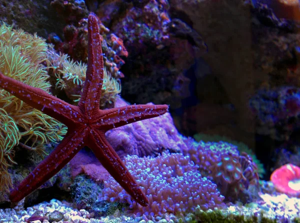 Fromia Seastar Vasca Acquario Barriera Corallina Una Delle Decorazioni Viventi — Foto Stock