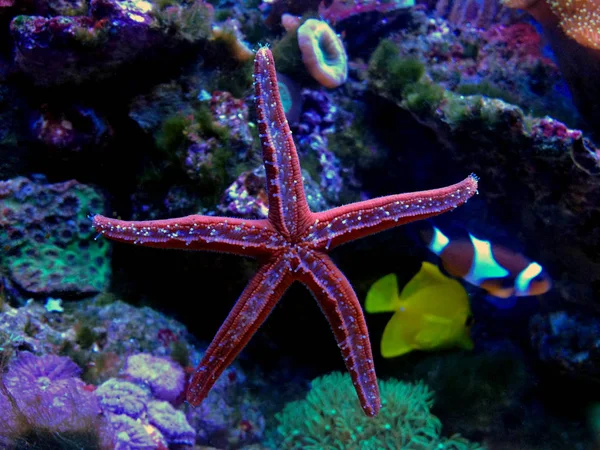 Fromia Seastar Koraal Rif Aquarium Tank Een Van Meest Verbazingwekkende — Stockfoto
