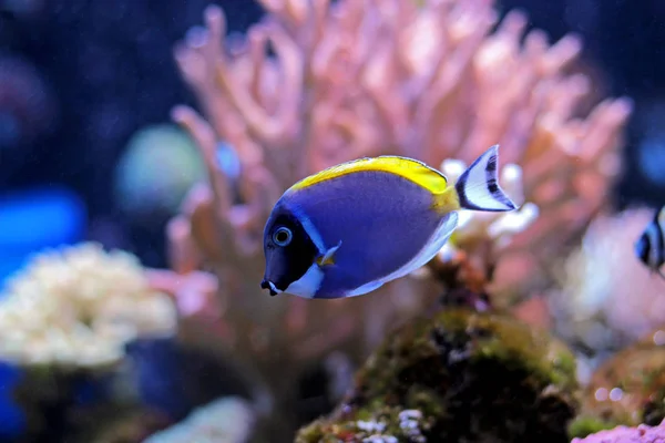 Порошково Синій Тангенс Акваріумі Коралових Рифів — стокове фото