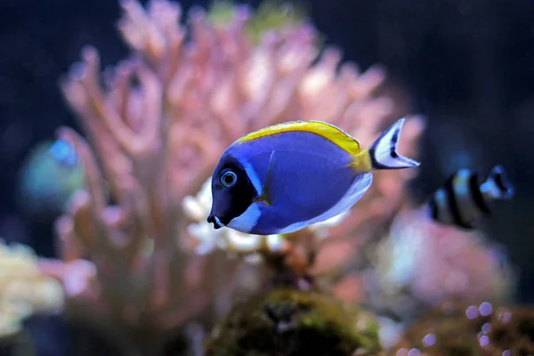 Powder Blue Tang Coral Reef Aquarium Tank — Stok Foto