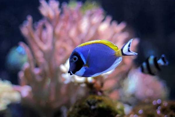 Powder Blue Tang Coral Reef Aquarium Tank — Zdjęcie stockowe