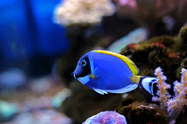 珊瑚礁水族箱中的粉蓝塘 — 图库照片
