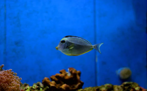 Naso Tang Reef Tank — Stock Photo, Image