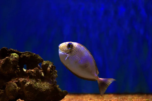 Naso Tang Tanque Arrecife —  Fotos de Stock