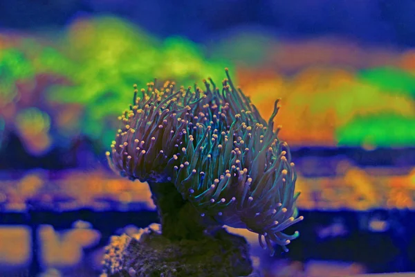 Colorful Euphyllia Torch Lps Coral — Stock Photo, Image
