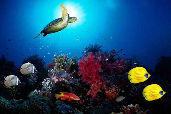 Momento Cênico Subaquático Com Peixes Recife Água Salgada — Fotografia de Stock