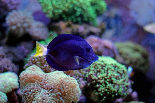 Purple Tang Zabrasoma Xanthurum Beleza Mar Vermelho — Fotografia de Stock