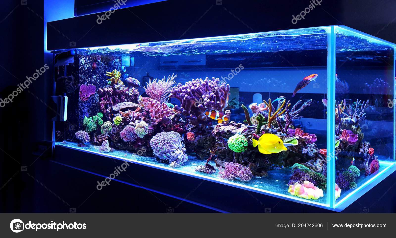 medeleerling Strikt server Saltwater Coral Reef Aquarium Home Most Beautiful Live Decoration Stock  Photo by ©Vojce 204242606