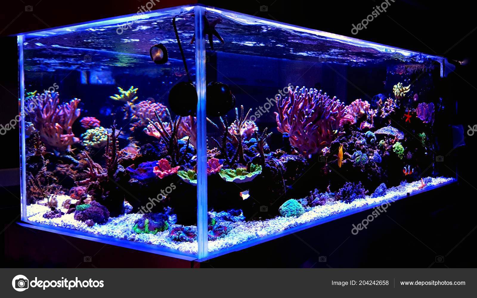 Conjugeren hemel Vervagen Saltwater Coral Reef Aquarium Home Most Beautiful Live Decoration Stock  Photo by ©Vojce 204242658