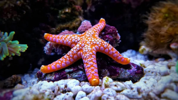 Seastar Fromia Korálový Útes Akvárium Tank Jedním Nejúžasnějších Životních Dekorace — Stock fotografie