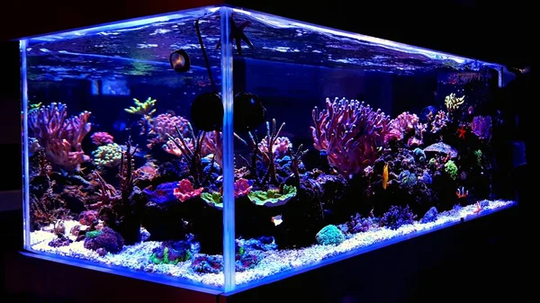 Saltwater Coral Reef Aquarium Home Most Beautiful Live Decoration — Stock Photo, Image