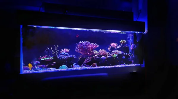 Güzel Canlı Dekorasyon Tuzlu Mercan Resif Akvaryumu Evde — Stok fotoğraf