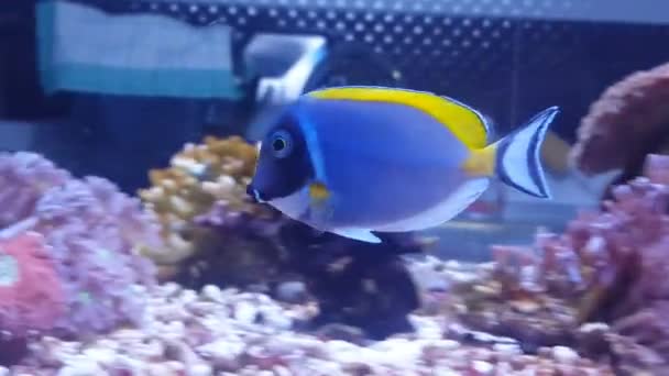 Polvo Espiga Azul Tanque Acuario Arrecife Coral — Vídeo de stock