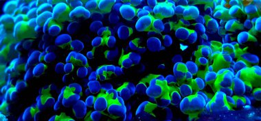 Euphyllia frogspawn polip Lps mercan üzerinde makro çekim