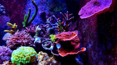 Tuzlu su düş mercan resif akvaryum tankı sahne