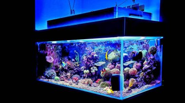Saltwater dream coral reef aquarium tank scene clipart