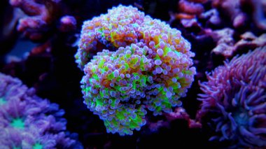 Euphyllia frogspawn polip Lps mercan üzerinde makro çekim