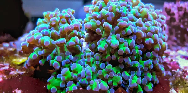 Macro Shot Euphyllia Frogspawn Polyps Lps Coral — Stock Photo, Image