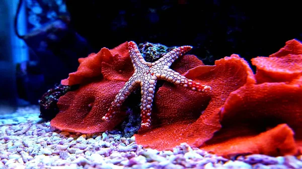 Seastar Fromia Korálový Útes Akvárium Tank Jedním Nejúžasnějších Životních Dekorace — Stock fotografie