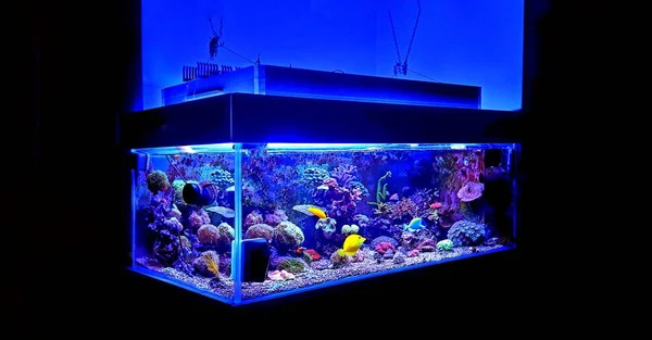 Tuzlu su düş mercan resif akvaryum tankı sahne