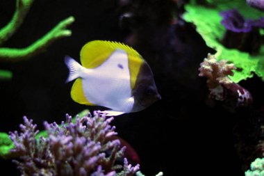 Sarı piramit Butterflyfish(Hemitaurichthys polylepis) 