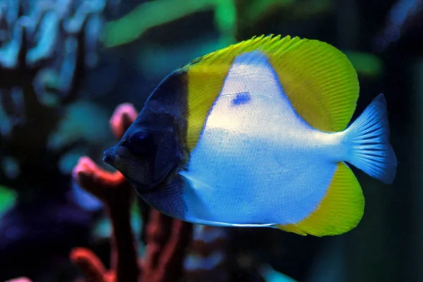 노란색 피라미드 Butterflyfish Hemitaurichthys Polylepis — 스톡 사진