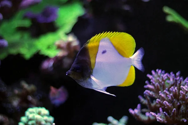 黄色金字塔 Butterflyfish Hemitaurichthys Polylepis — 图库照片